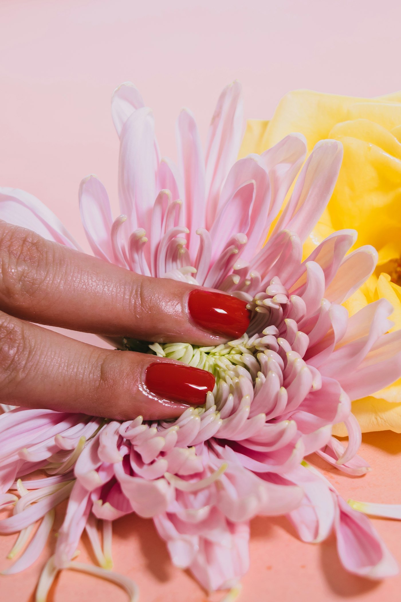 Hand with glossy red nails pressing a pink chrysanthemum
