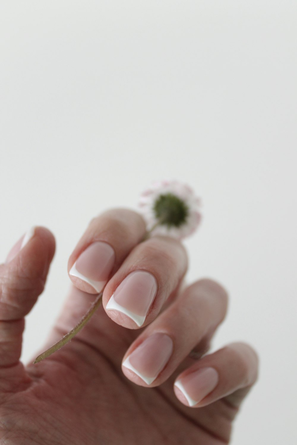 Classic French manicure holding a small daisy